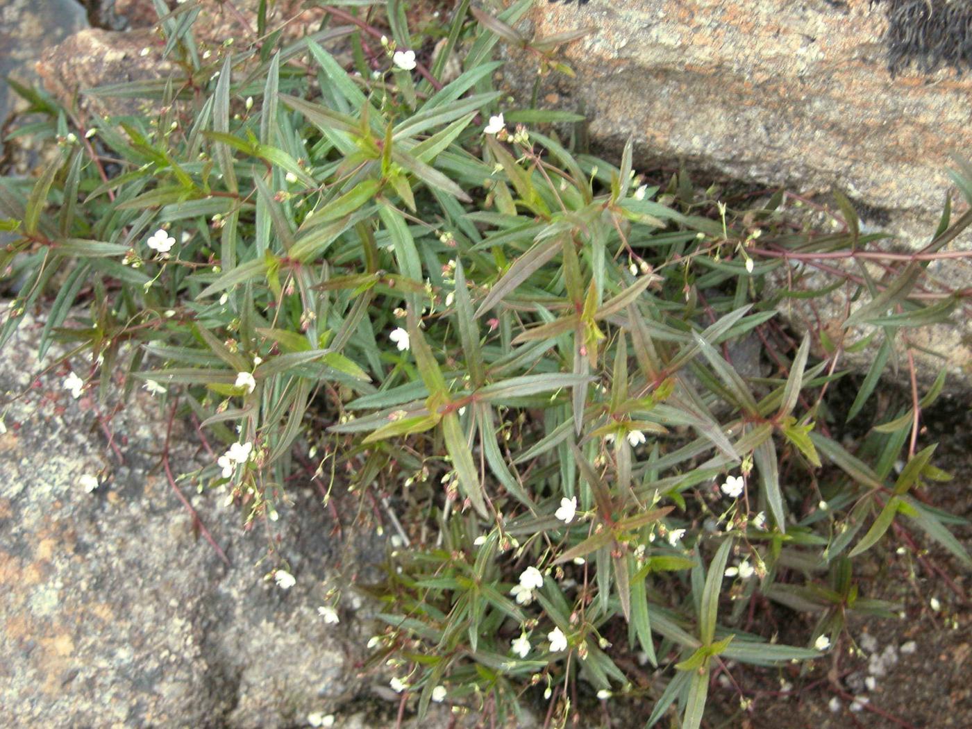 Speedwell, Marsh plant